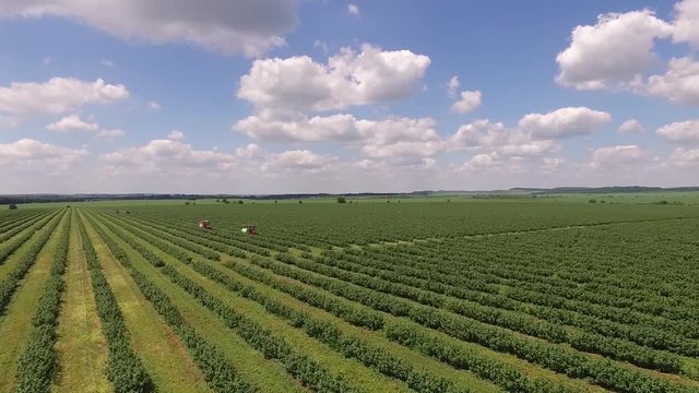 Tractors spraying currant bushes