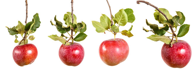 ripe apple on a branch with leaves. isolated on white background. set, collection