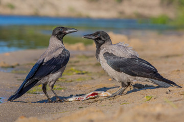 crow, bird, nature, wildlife, sea