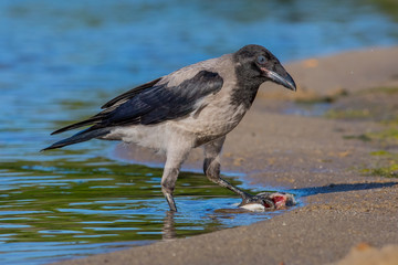 crow, bird, nature, wildlife, sea