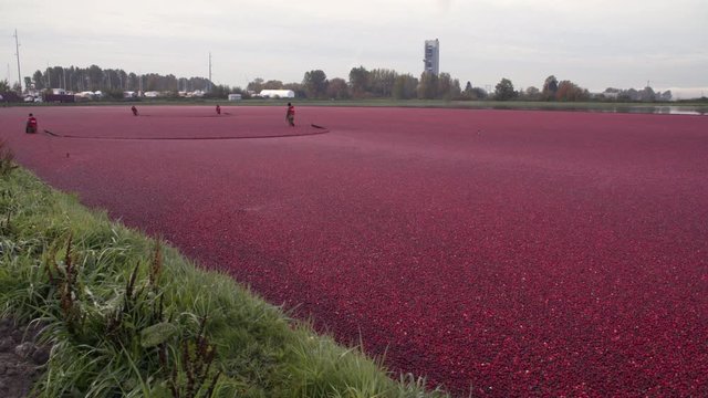 Cranberries Float being Harvested 4K. UHD. Cranberries float on a flooded cranberry bog ready for harvest. Richmond, British Columbia, Canada. 4K. UHD.
