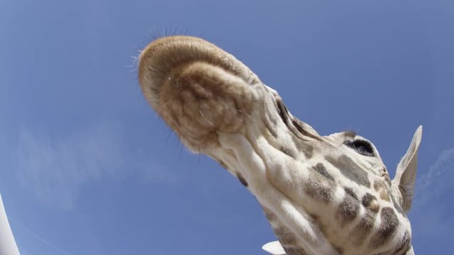 Giraffe feeding extreme close up