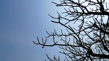 Silhouette of Bare Tree Branches of Plumeria Flower