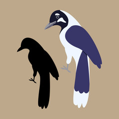 magpie  vector illustration silhouette  flat style profile