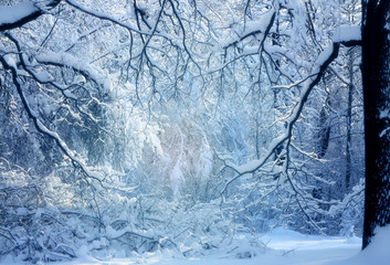 Winter photo landscape