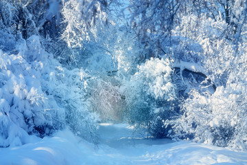 Winter photo landscape