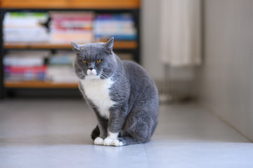 Grey cat, shot indoors