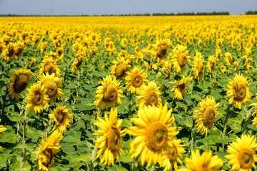 Field of sunflowers. Flowering of sunflower. Agriculture. 