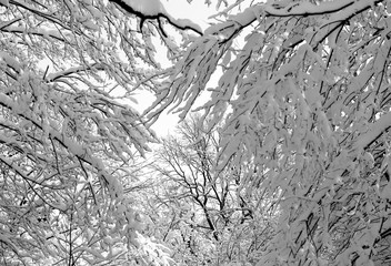 Winter photo landscape