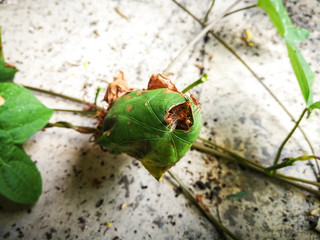 Red ant teamwork nest building work from tree leaves.