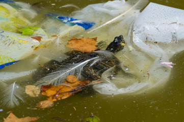 Turtle swimming among garbage in a lake where people have thrown rubbish.