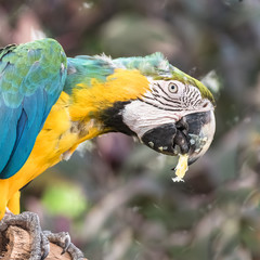 Blue-and-yellow Macaw, beautiful parrot perched on a branch, head
