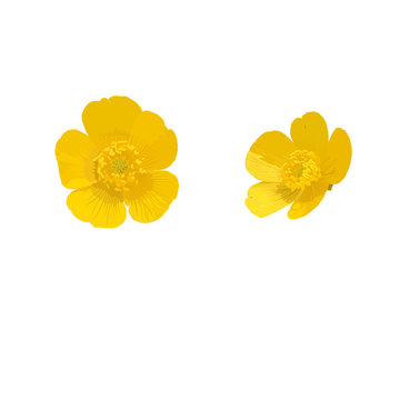 Fototapeta Buttercup. Yellow flower. Vector illustration.
