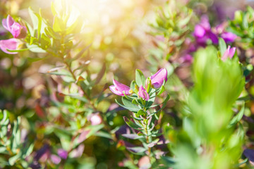 Beautiful spring floral background, purple buds Polygala, bokeh, blur, background and texture, image with retro toning