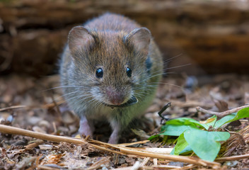 Bank vole with seed in mouth feeding on the ground in forest litter