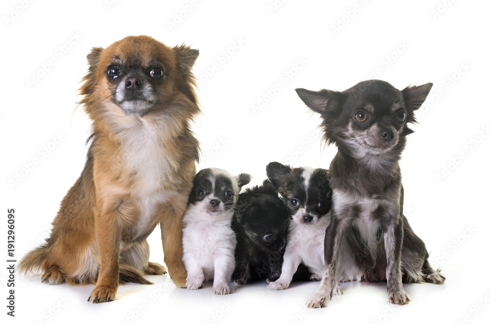 Sticker group of chihuahua in studio