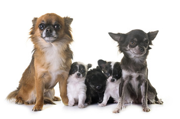 Obraz premium group of chihuahua in studio