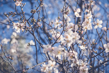 Beautiful spring floral background, blossoming almond branches, bokeh, blur, background and texture