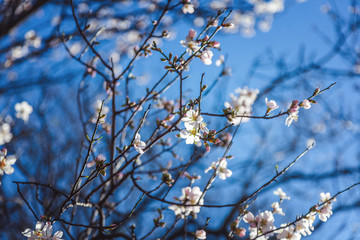 Beautiful spring floral background, blossoming almond branches, bokeh, blur, background and texture