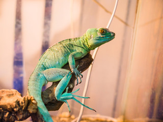 Naklejka premium Reptile is the Common Basilisk sitting on a tree at a pet store. Terrarium.