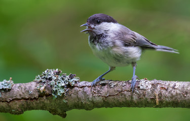 Calling Wiilow Tit with wide open beak perched on densely lichen covered branch in the forest 