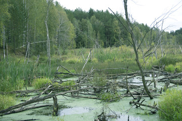 Impenetrable swamp in the Siberia noon .