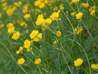 Butterblumen, Scharfer Hahnenfuß, Ranunculus acris