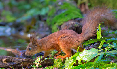 Red Squirrel sits on a mossy deadwood branches near a puddle in woods