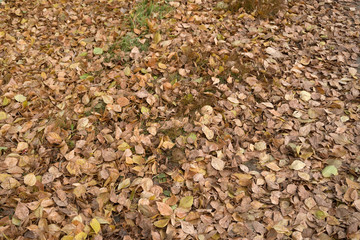 Texture of autumn maple leaves. Photographed in the autumn park .