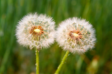 Dandelion flowers with seeds
