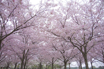 Obraz na płótnie Canvas 一面ピンクの桜並木