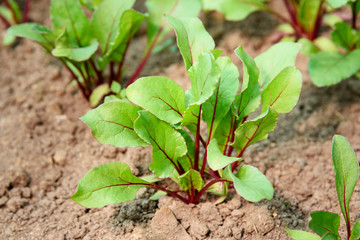 Beet growing in field