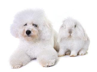 bichon frise and bunny