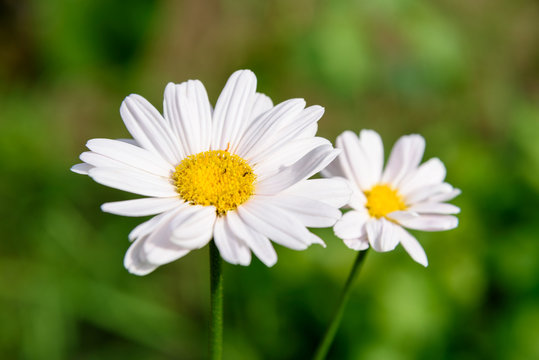 Pyrethrum Flower