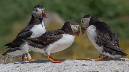 A group of three puffins perched on rocks in a humorous pose