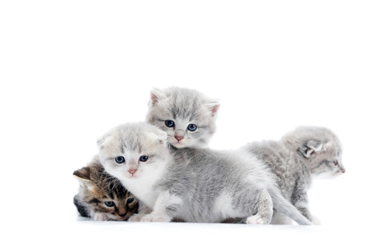 Grey blue-eyed little fluffy kittens playing and jumping on one another, one looking to the side. White background photoset. Adorable small funny curious cats gray fur animals paws cute newborn