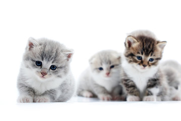 Little grey fluffy adorable kitten looking straight to the camera with beautiful blue eyes while others posing in the background. Blurred white studio cute amusing funny cats anxious curious kitties