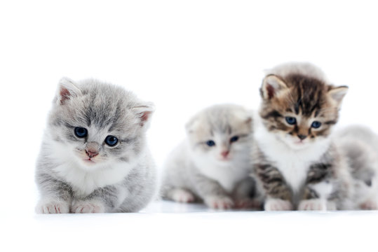 Little grey fluffy adorable kitten looking straight to the camera with beautiful blue eyes while others posing in the background. Blurred white studio cute amusing funny cats anxious curious kitties