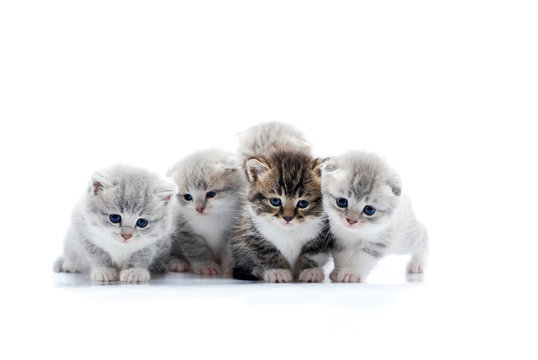 Four small cute grey kittens and one dark brown kitten are posing in white photo studio being anxious and curios about surrounding. Fluffy gray funny adorable cats paws fur happy joy