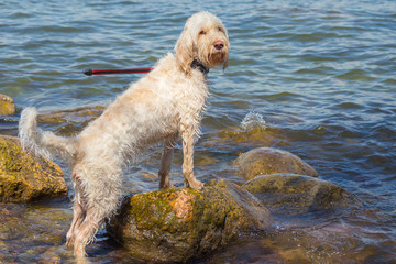 A young white spinone italiano wire-haired dog having fun on the rocky beach on the Vallisaari island in the Gulf of Finland on a sunny day