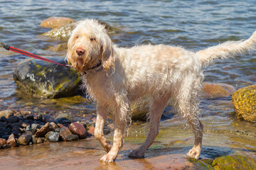 A young white spinone italiano wire-haired dog having fun on the rocky beach on the Vallisaari island in the Gulf of Finland on a sunny day
