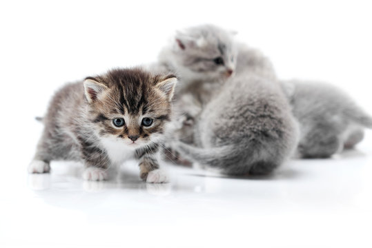 One small funny curious kitten exploring white photo studio while others playing behind it isolated on white background. Blurred adorable little fluffy cats blue eyes gray fur adorable animals