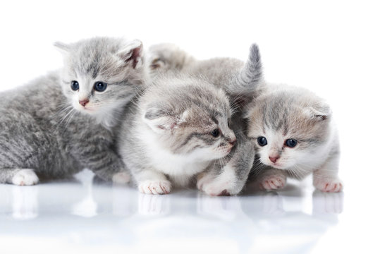 Little grey kittens with blue eyes being curious and exploring surrounding world. Photoset in studio on white background. Small gray cats fluffy funny adorable playing cute animals happiness love