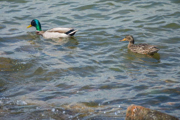 A couple of mallard ducks swimming in the waters of the Gulf of Finland  near Helsinki