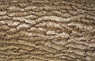 Relief texture of the brown bark of oak with green moss and lichen.  Image of a tree bark texture.