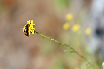 Coléoptère butinant sur fleur jaune en Corse
