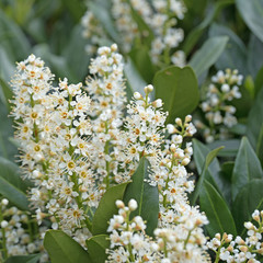 Blühender Kirschlorbeer, Prunus laurocerasus
