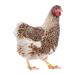Buff-laced wyandotte chicken
