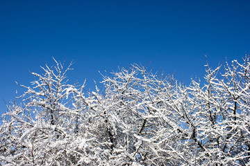trees in snow, winter, icing, element, disaster, severe weather, cataclysms, fairy-tale nature