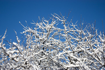 trees in snow, winter, icing, element, disaster, severe weather, cataclysms, fairy-tale nature